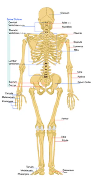 Human Skeleton Anatomy Chart PNG image