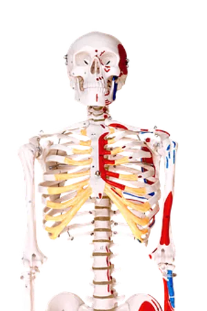 Human Skeleton Anatomy Education PNG image