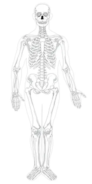 Human Skeleton Anatomy Illustration