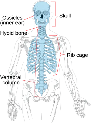 Human Skeleton Anatomy Illustration PNG image