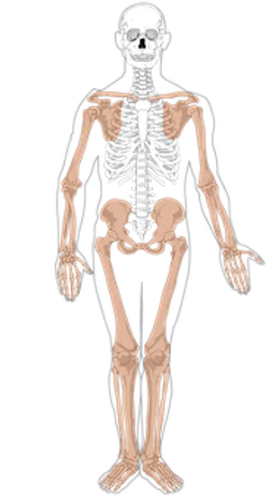 Human Skeleton Anatomy Illustration PNG image