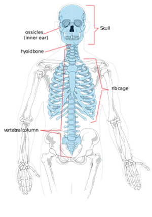 Human Skeleton Anatomy Illustration PNG image