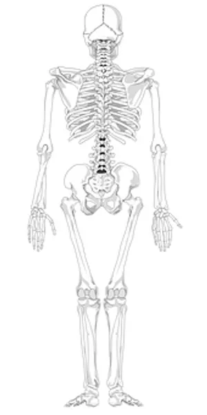 Human Skeleton Anatomy Illustration PNG image