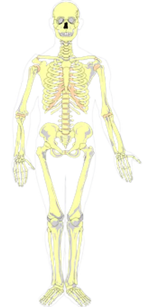 Human Skeleton Anatomy Illustration PNG