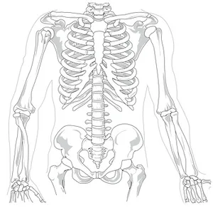 Human Skeleton Anatomy Illustration PNG image