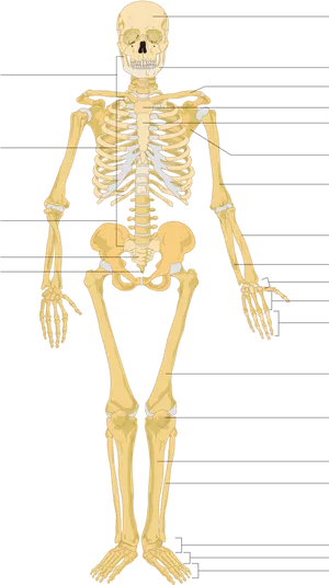 Human Skeleton Anatomy PNG image