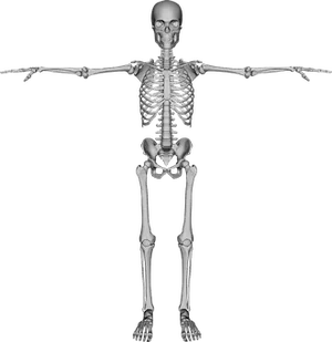 Human Skeleton Anatomy PNG