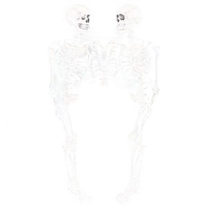 Human Skeleton Artistic Interpretation PNG 47