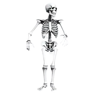 Human Skeleton Artistic Interpretation PNG 65 PNG