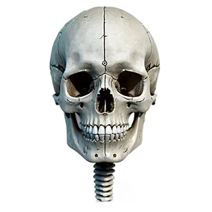 Human Skeleton B PNG image