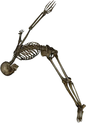 Human Skeleton Black Background PNG image