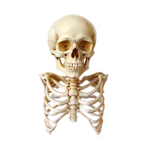 Human Skeleton Cartoon Version PNG 06262024 PNG