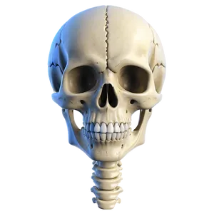 Human Skeleton Cartoon Version PNG 99 PNG