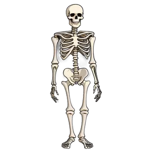Human Skeleton Cartoon Version PNG Ymn1 PNG