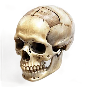 Human Skeleton D PNG image