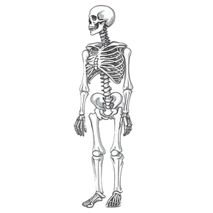 Human Skeleton Digital Art PNG Fwx52 PNG