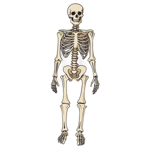 Human Skeleton Digital Art PNG Joh66 PNG