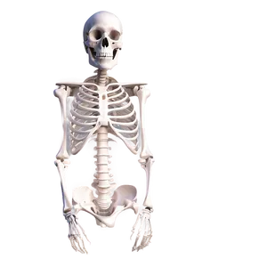 Human Skeleton Digital Art PNG Yqy21 PNG