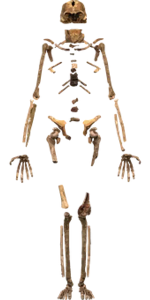 Human Skeleton Display