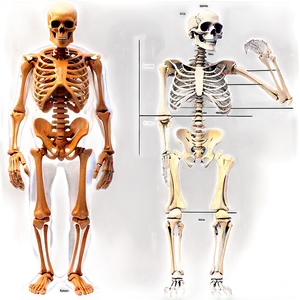 Human Skeleton Evolution Chart PNG 19 PNG