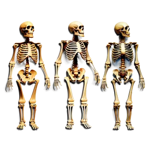 Human Skeleton Evolution Chart PNG Edk PNG
