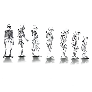 Human Skeleton Evolution Chart PNG Ncl62 PNG