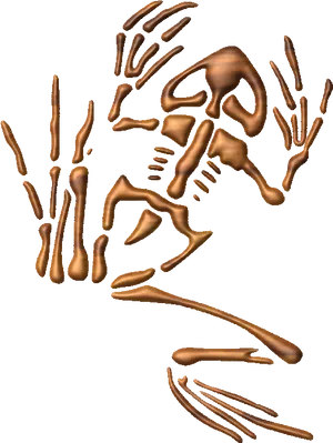 Human Skeleton Exploded View PNG image