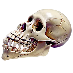 Human Skeleton For Biology PNG Bvk