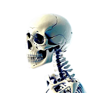 Human Skeleton For Biology PNG Ptu