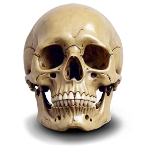 Human Skeleton For Halloween PNG Wvk