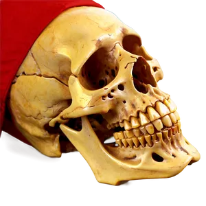 Human Skeleton For Health Education PNG 16 PNG