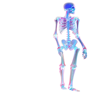Human Skeleton For Orthopedic Study PNG 06262024