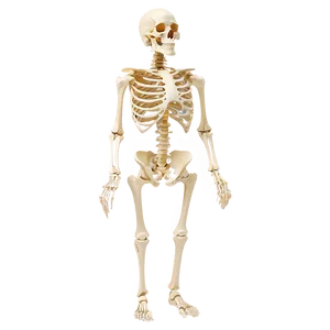 Human Skeleton For Orthopedic Study PNG 06262024