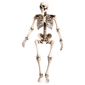 Human Skeleton For Orthopedic Study PNG Qvs51 PNG
