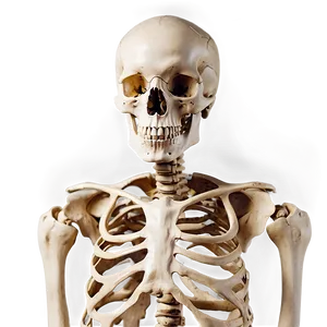 Human Skeleton For Osteology Learning PNG Adh70 PNG