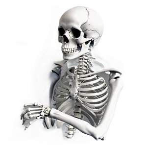 Human Skeleton For Osteology Learning PNG Jas PNG