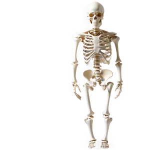 Human Skeleton For Science Projects PNG 06262024 PNG