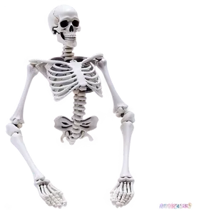 Human Skeleton Halloween Decoration PNG Hkk52 PNG