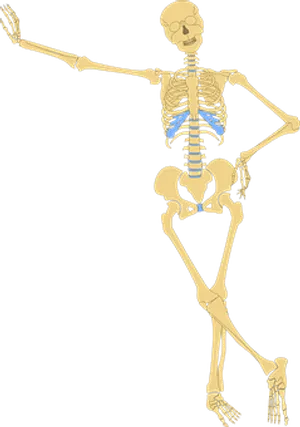 Human Skeleton Illustration PNG image