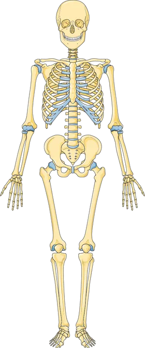 Human Skeleton Illustration