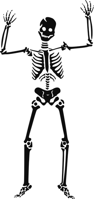 Human Skeleton Illustration