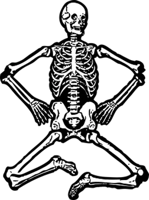 Human Skeleton Illustration PNG image