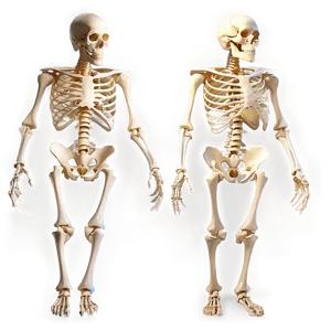 Human Skeleton In Dynamic Poses PNG 06262024
