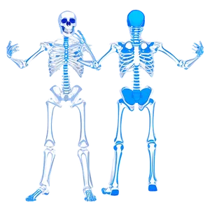 Human Skeleton In Dynamic Poses PNG 06262024 PNG
