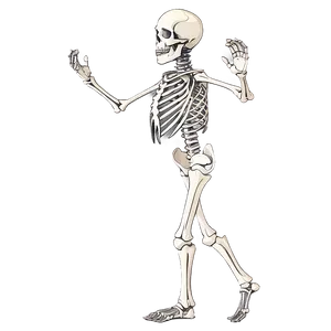 Human Skeleton In Dynamic Poses PNG 06262024 PNG