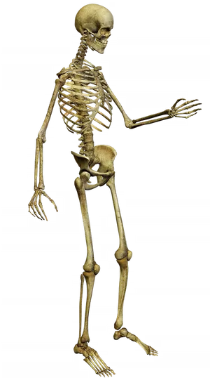 Human Skeleton Isolatedon Black PNG image