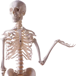 Human Skeleton Model Display PNG image