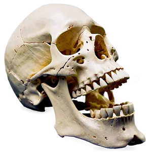 Human Skeleton Model PNG 65