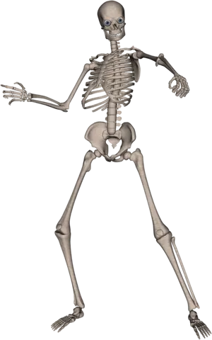 Human Skeleton Model Pose PNG image