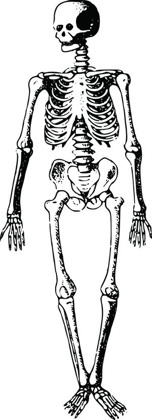 Human Skeleton Outline PNG image